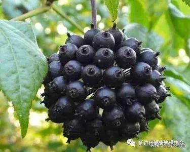 野生刺五加叶子,刺五加的种类图片和药用价值