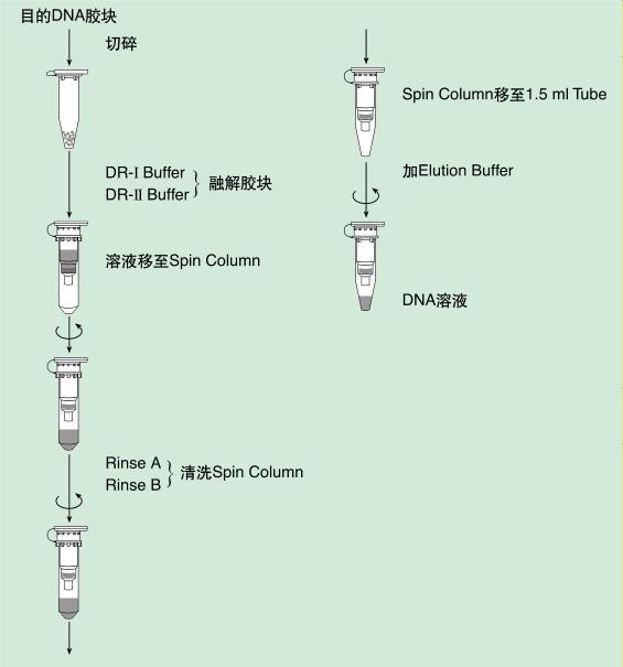 pcr产物纯化和胶回收的区别,pcr产物纯化实验
