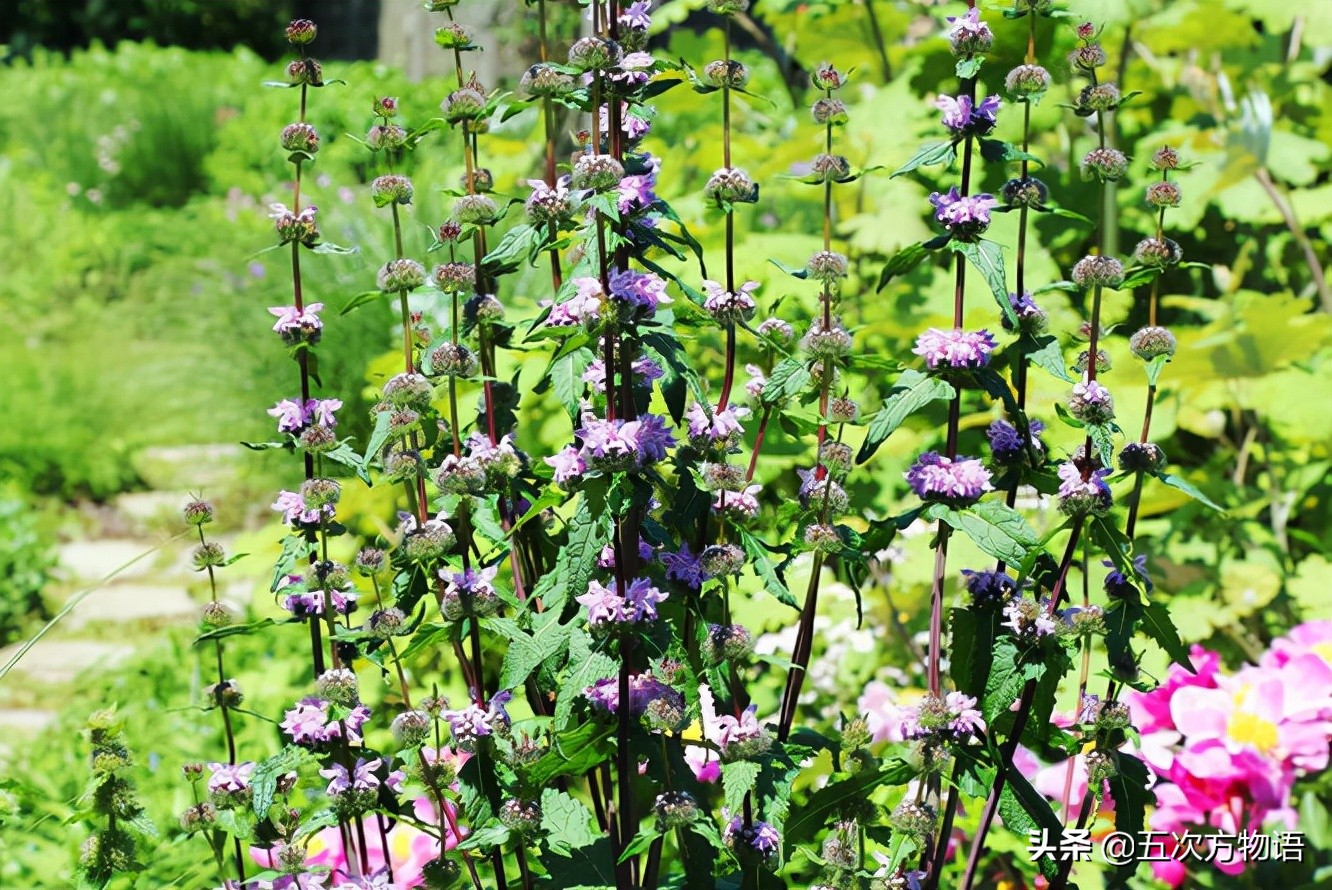 10种口味薄荷糖,十种薄荷