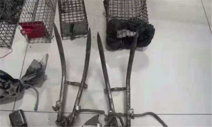 蜜袋鼯外出网兜小包夏季,蜜袋鼯捕鸟