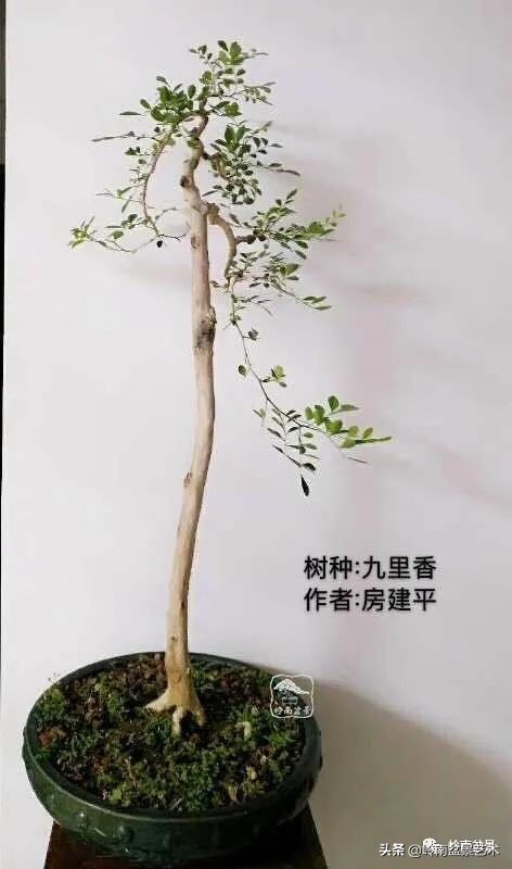 广东的盆景有哪些,适合广东玩的盆景