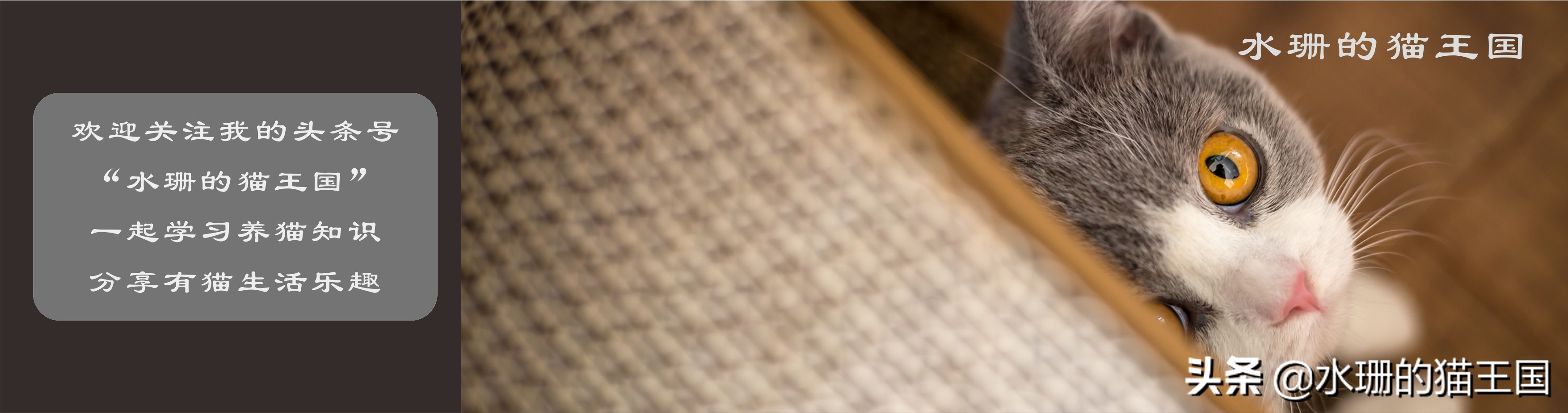 猫气管炎和猫哮喘的区别,猫哮喘会怎么治疗