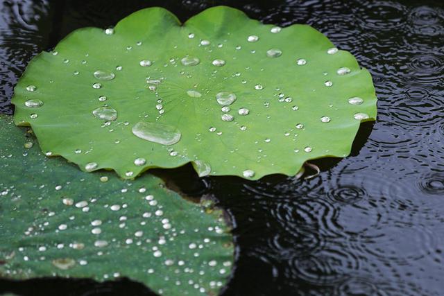 什么是三通简介,什么是三通老师