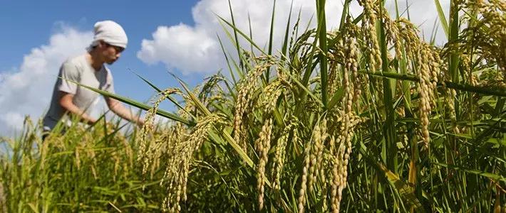 日本福岛污染的大米,日本核污染的食物正在中国卖吗