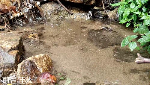 冰岛老寨大秋茶园的茶是真的吗,冰岛五寨之一糯伍什么口感