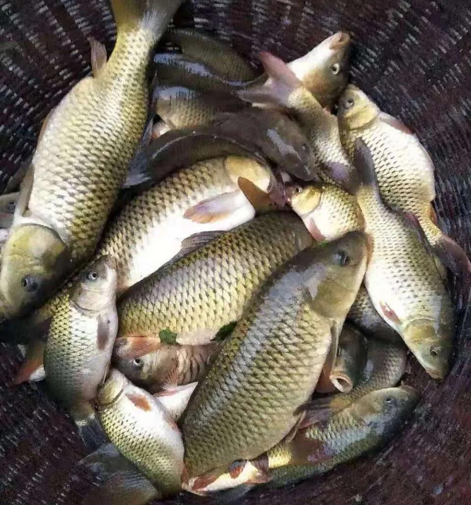 稻田养鱼生意如何做才好,稻田养鱼收入有哪些方面