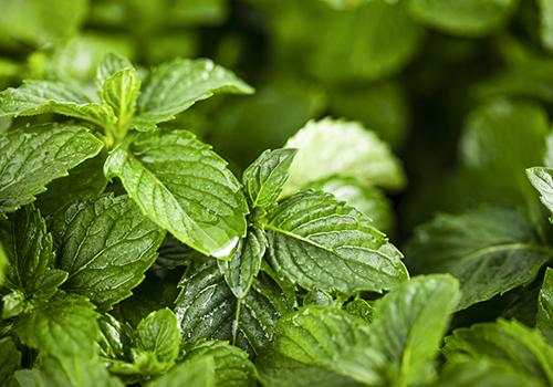 泡过的茶叶不要扔,泡过的茶叶当枕头