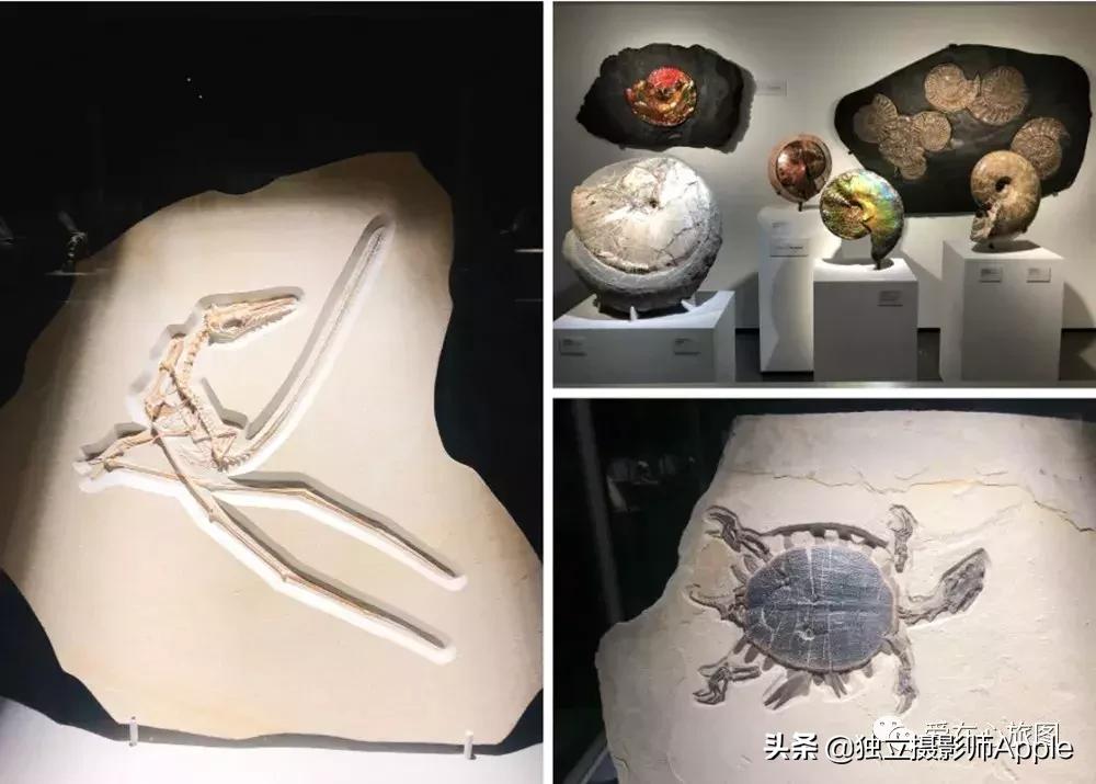 休斯顿酷玩攻略,请收下这份休斯顿酷玩指南