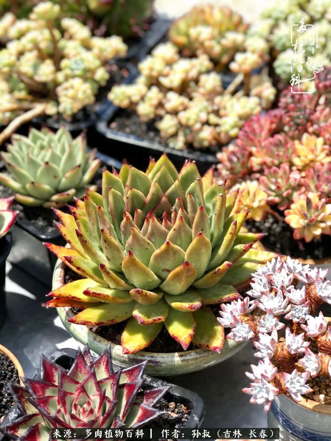 与多肉一起成长,与多肉相伴