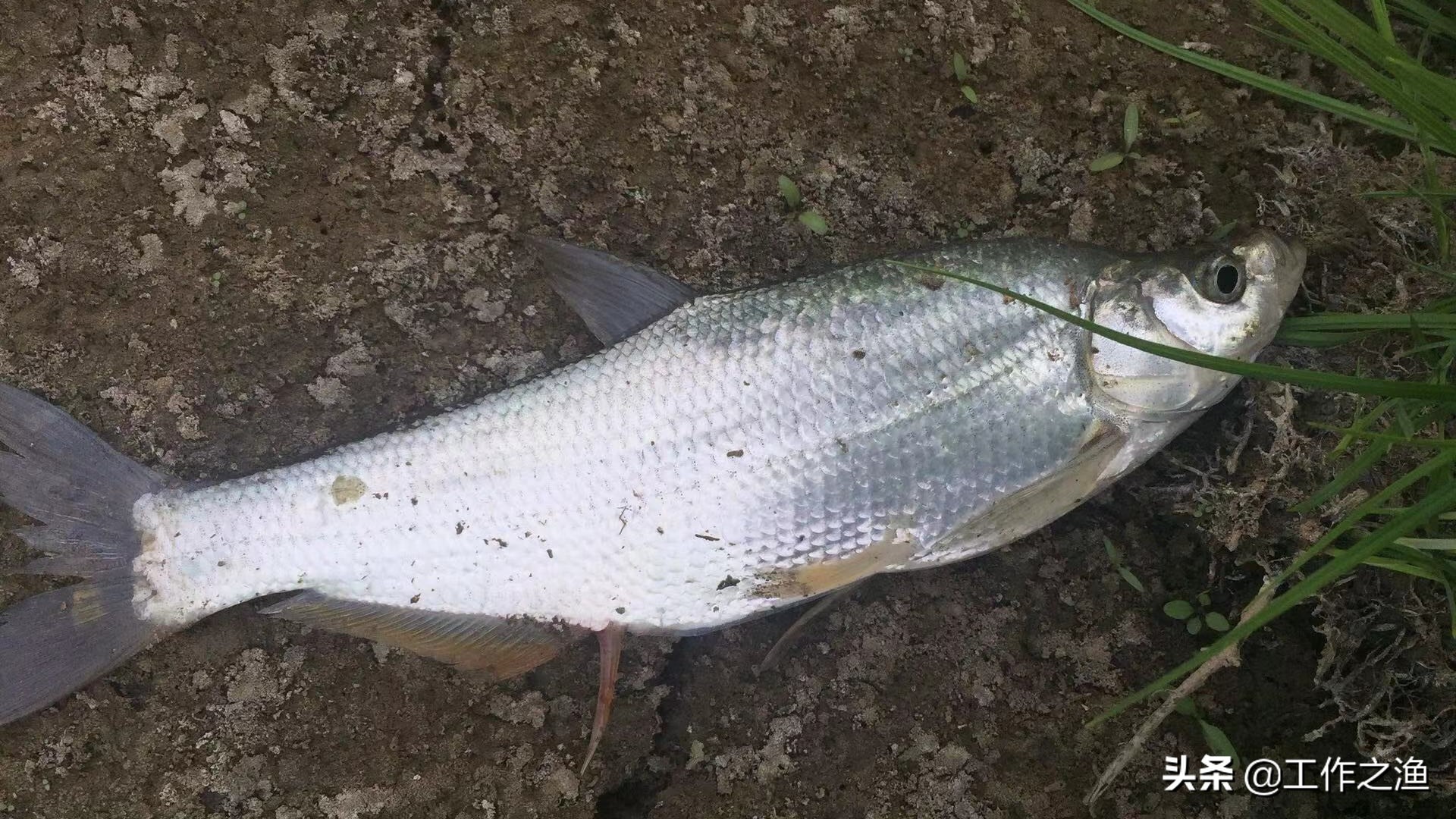 野钓抛竿会吓跑鲤鱼吗,野钓抛饵频繁会不会把鱼吓跑