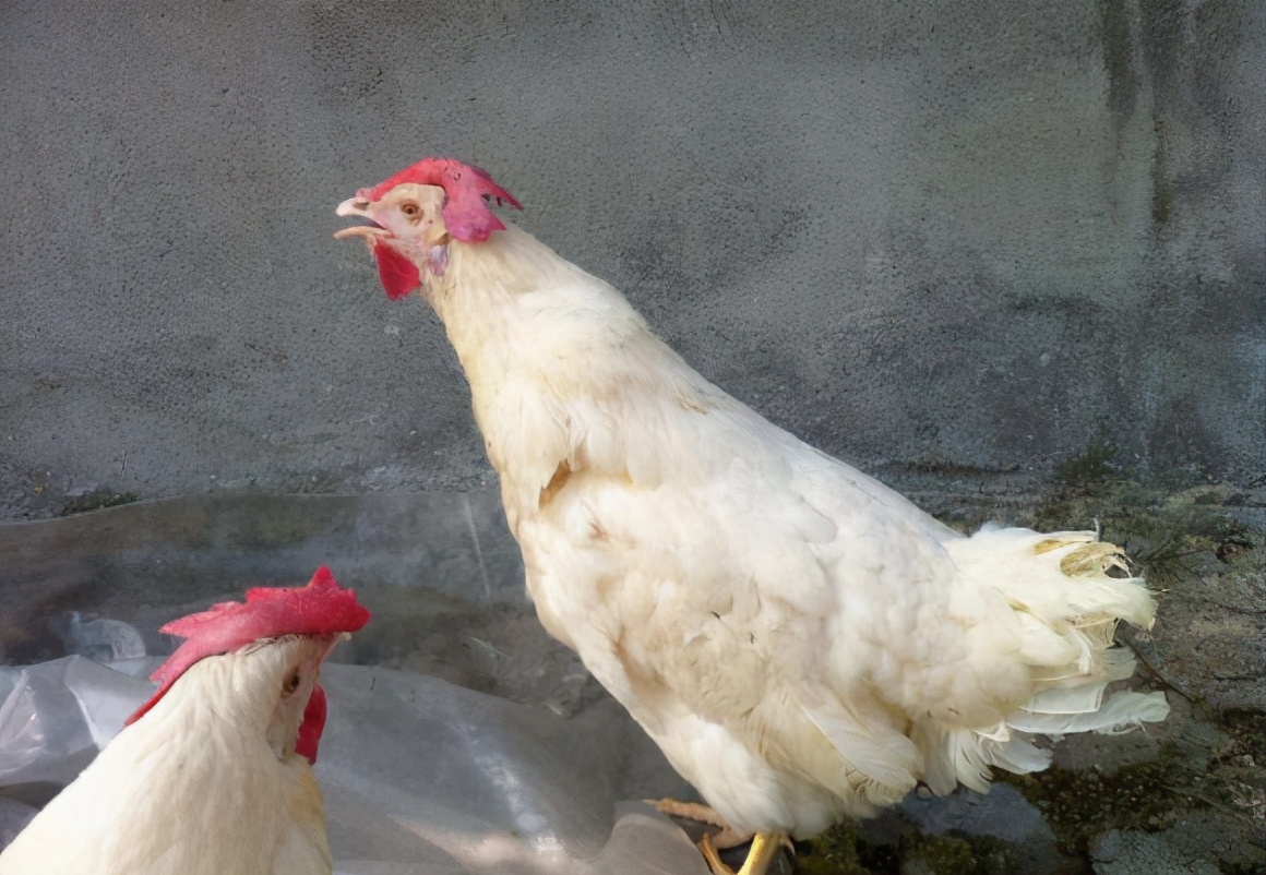 鸡张嘴呼吸有呼噜声有什么土方法,鸡呼吸困难张口呼吸是什么病