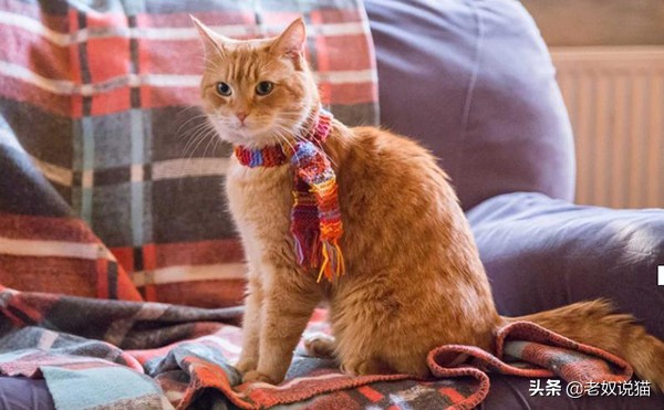 养猫能改善抑郁症，这是真的吗？