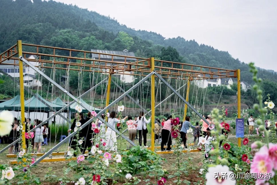 芙蓉千亩花海,芙蓉花花海