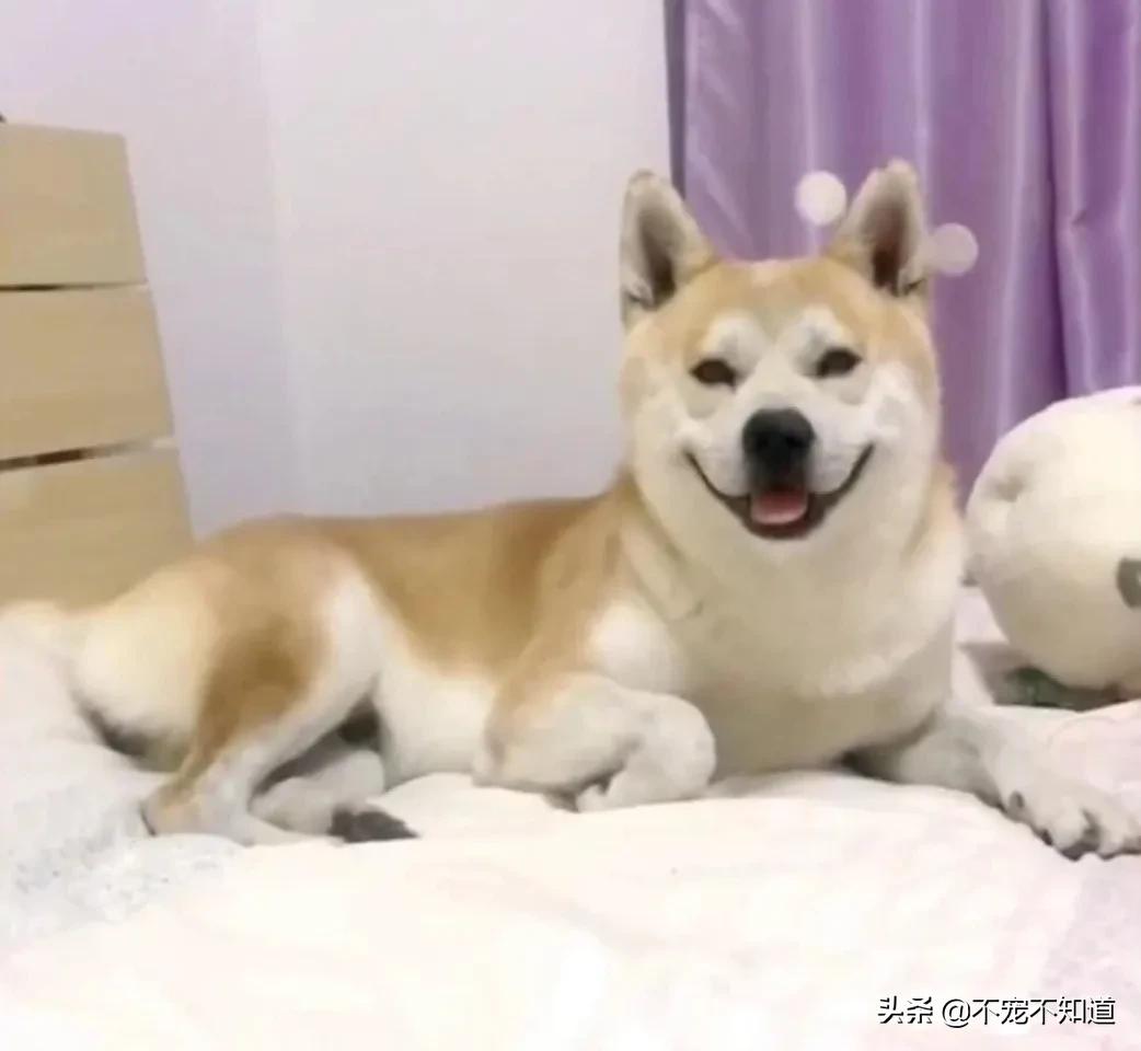 中华田园犬小时候的可爱图片,中华田园犬颜值天花板小奶狗