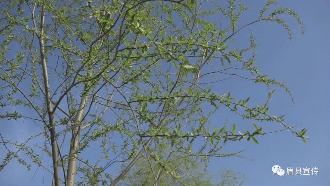 眉县花开的地方,眉县槐芽镇踏青赏花