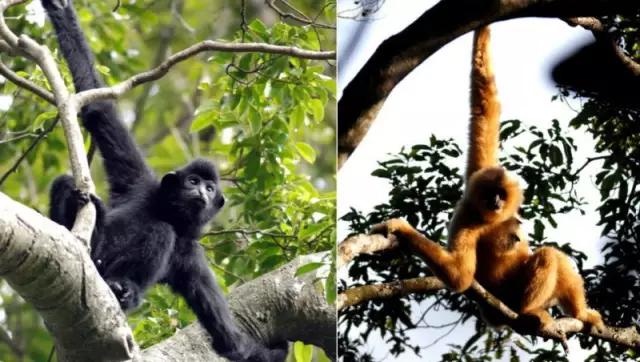 海南代表性动物,海南特有的珍稀动物