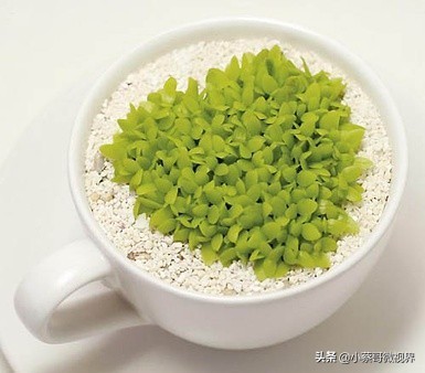 吃完的水果不要扔试试在家就能种,吃完的水果种子