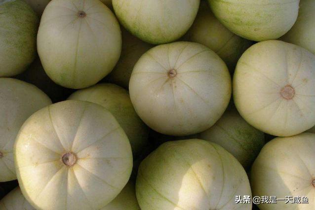 如何挑选香瓜的正确方法,香瓜怎么挑选好吃甜