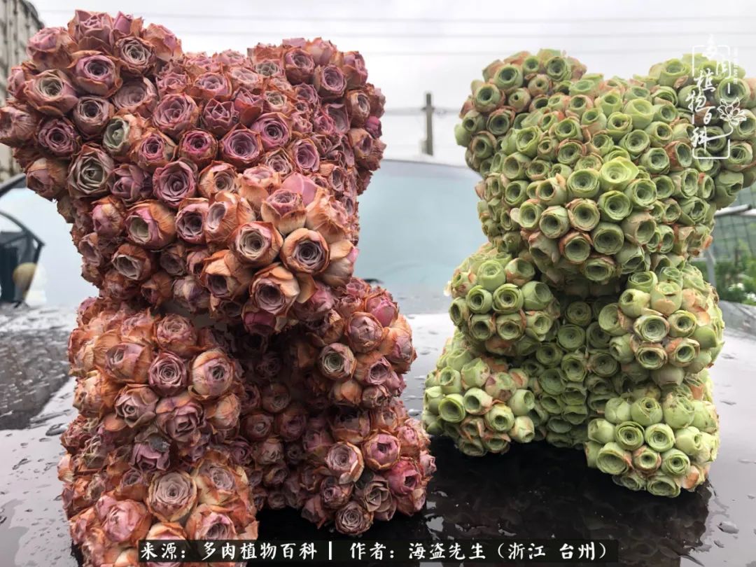 山地玫瑰养护顺口溜,山地玫瑰的养护种植注意事项视频