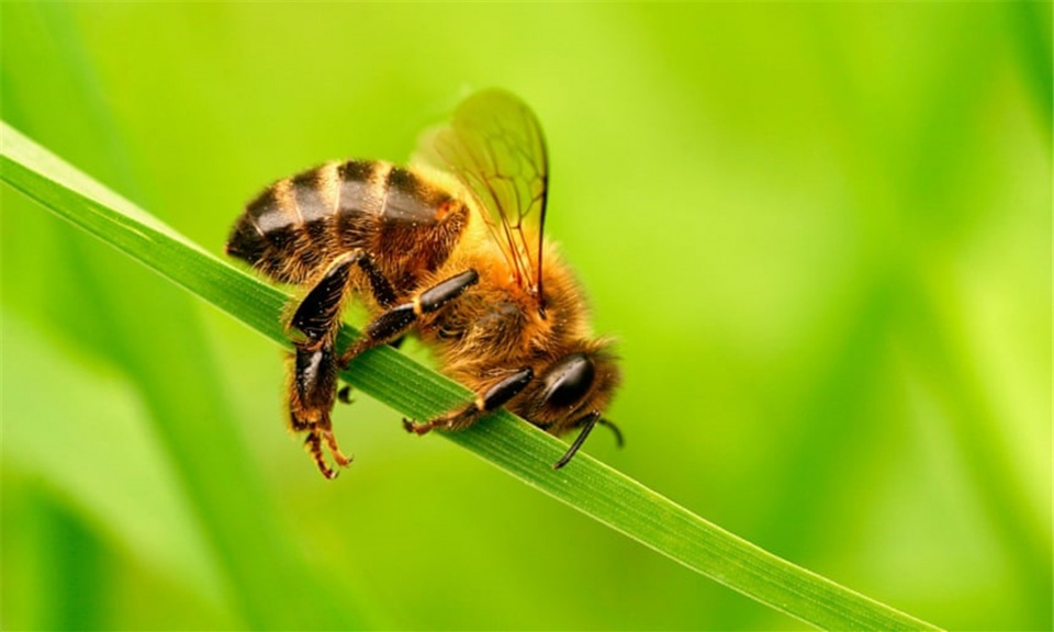 人物摆拍骗大奖,野生动物摄影造假