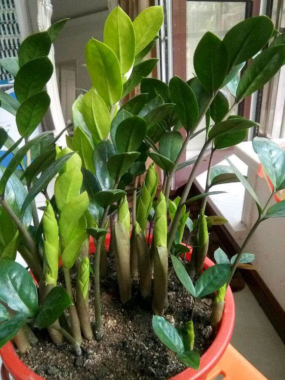 什么花寓意发财好运吉祥,寓意平安招财鸿运的干花