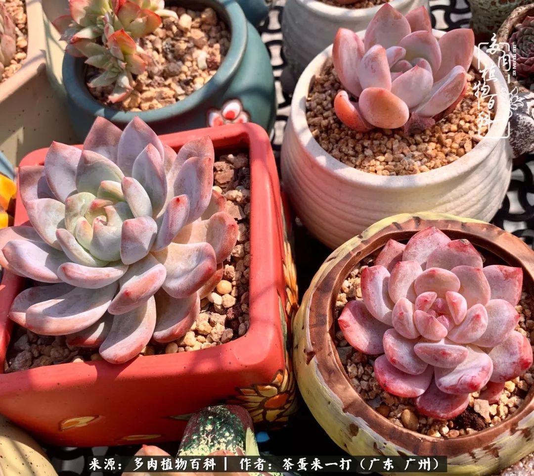 在冬日阳光下，记一个多肉小白的养肉历程