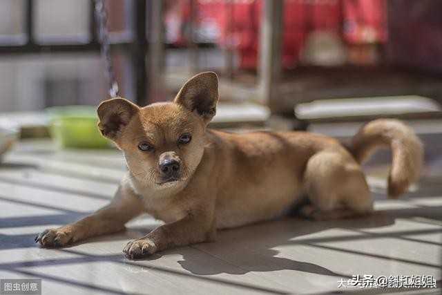 狗狗经常挨打容易出现哪些坏毛病,为什么狗狗挨打不长记性