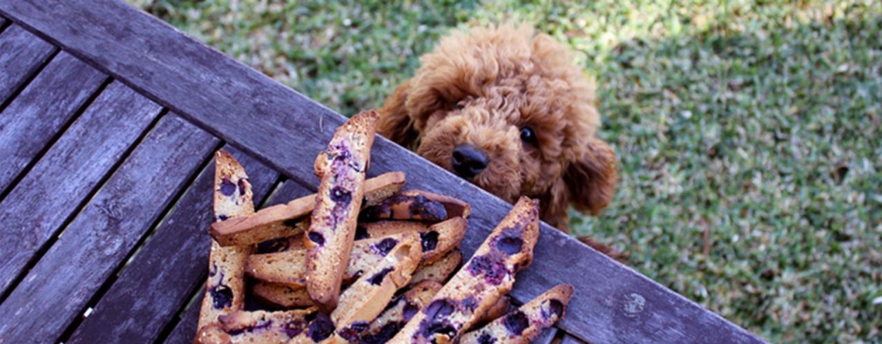 泰迪狗狗吃什么防止毛发红,饲养泰迪狗狗的注意事项