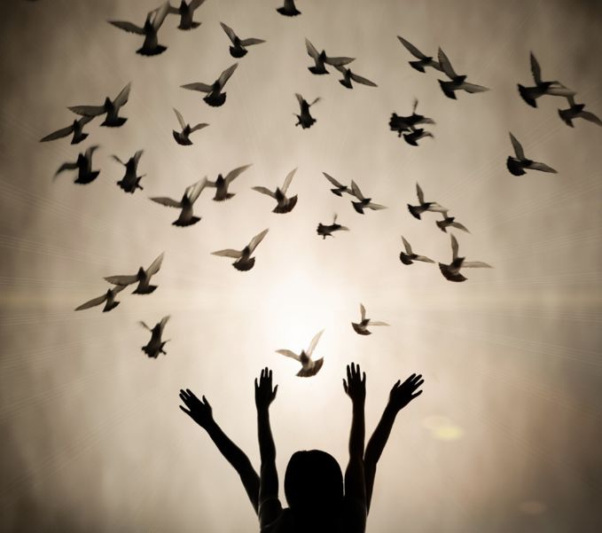 种鸽亚健康怎么调理,种鸽消瘦是什么原因