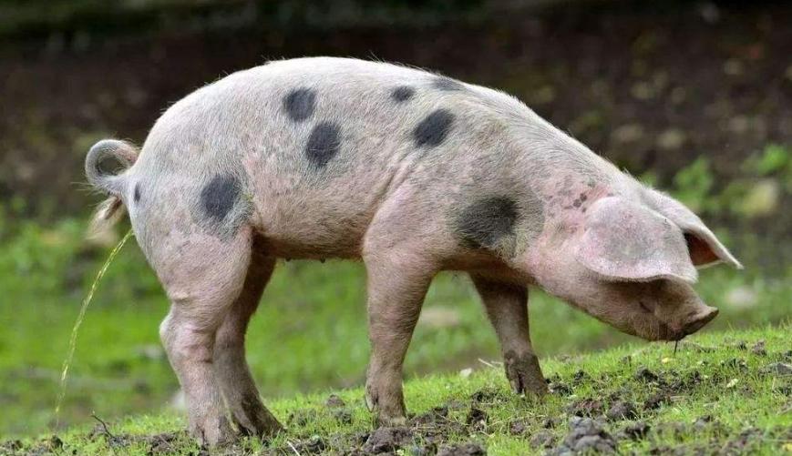 猪尿石症特征,猪泡沫尿是什么病