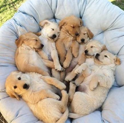 挑选金毛的正确方法,挑选金毛怎样才能挑选到好的