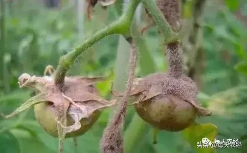 广州秋季番茄病害怎么防治,番茄常见病害防治方法