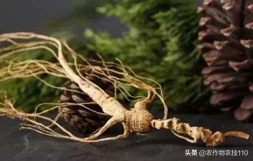 谁说农业不赚钱?!一亩收益60万,试过这3个新玩法的菜农赚嗨了