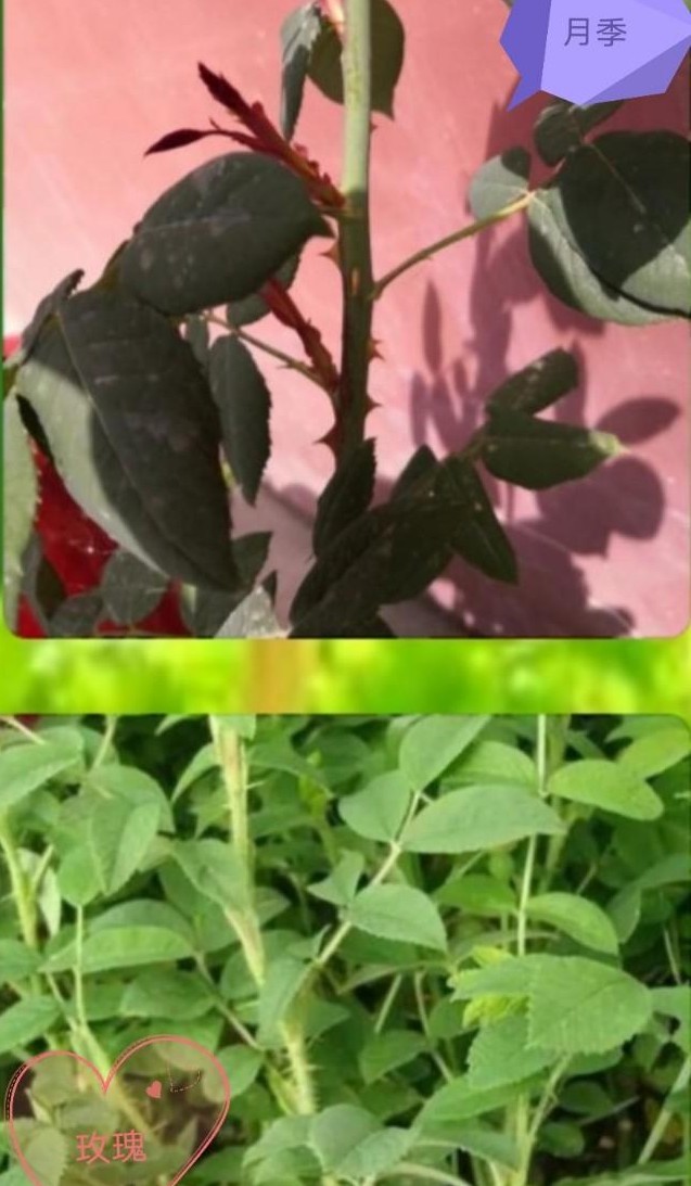 区分月季和玫瑰的正确方法,蔷薇属中的蔷薇月季玫瑰如何区别
