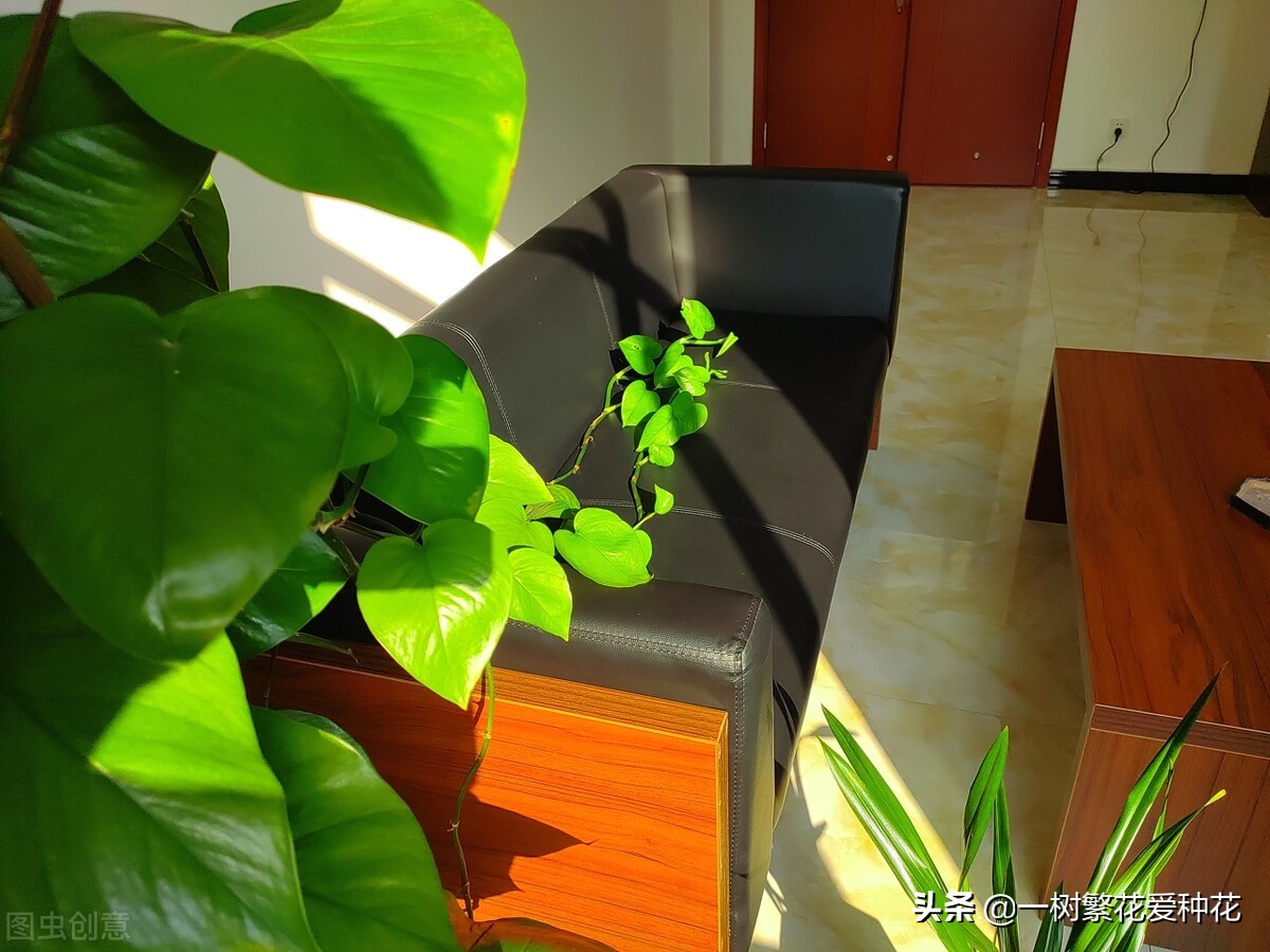 怎样才能把绿萝养得又绿又好,绿萝叶子绿怎么治