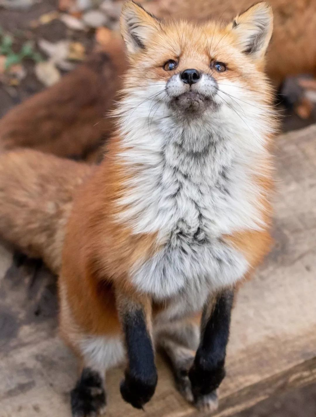 日本这只丧脸小狐狸霸占热搜，吃不到东西的委屈样萌化网友