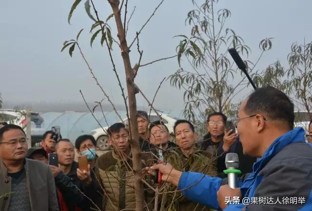 桃树修剪时间及各阶段修剪技术,大口径修剪桃树剪刀