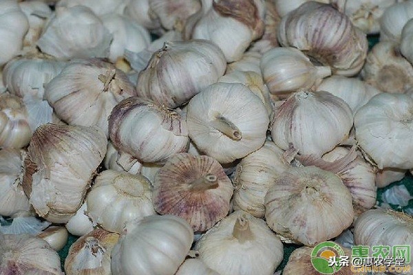 现在大蒜多少钱一斤?2018年12月份全国大蒜价格行情预测