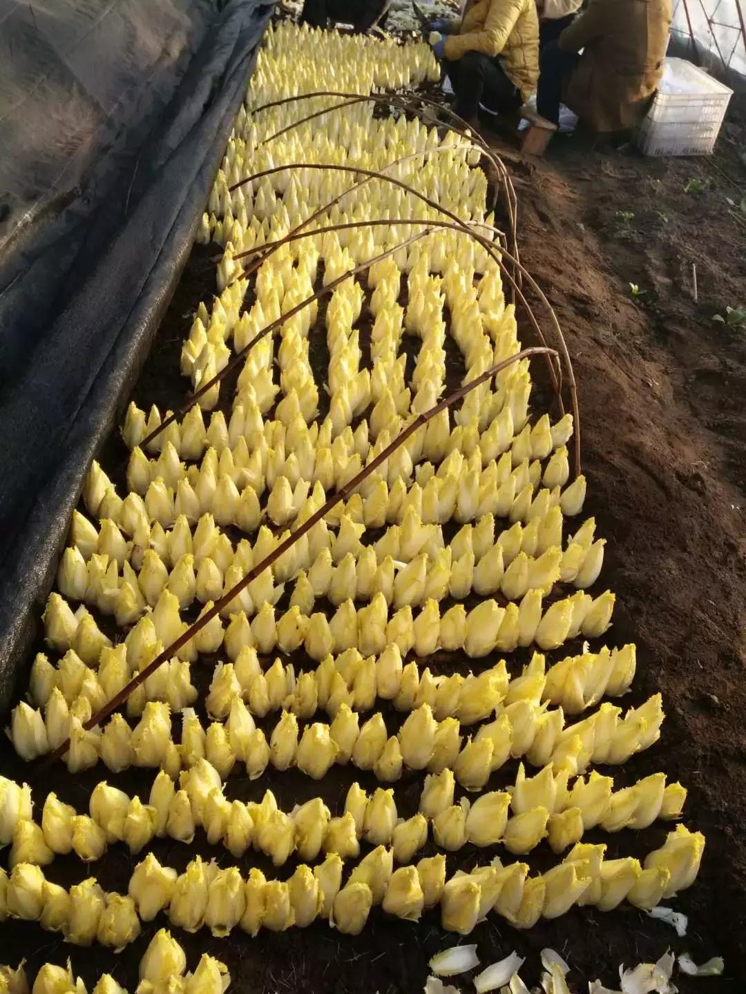 夏季新特蔬菜品种,新奇蔬菜品种视频