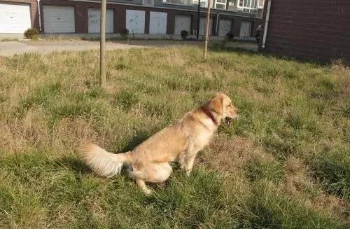 为什么狗狗总是在屋里尿尿,狗狗一出门就不停的撒尿怎么回事