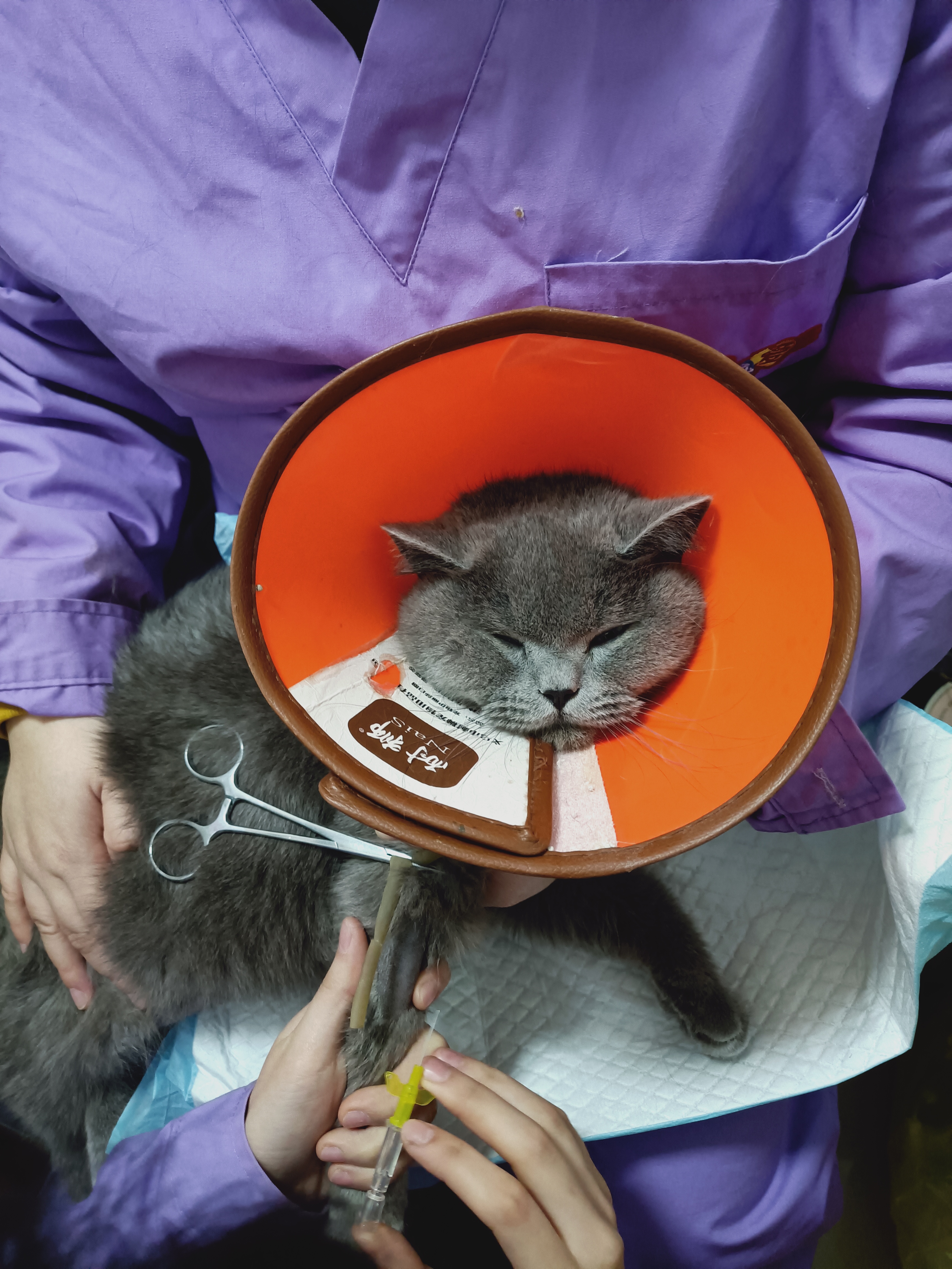 被遗弃的小熊软糖,被遗弃的糖宝