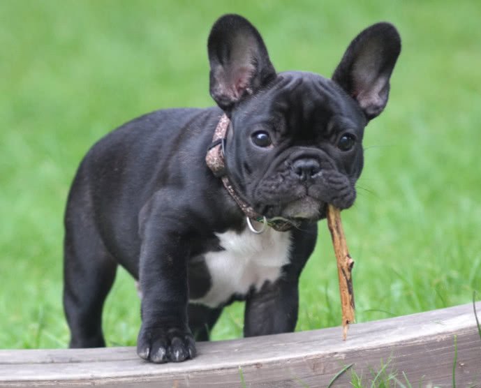 狗狗排便怎么才能带它去正确地方,不让狗狗室内排便怎么训练