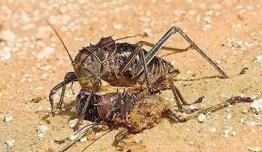 世界上最强大的蟋蟀,世界上最强又凶猛好斗的十种蟋蟀