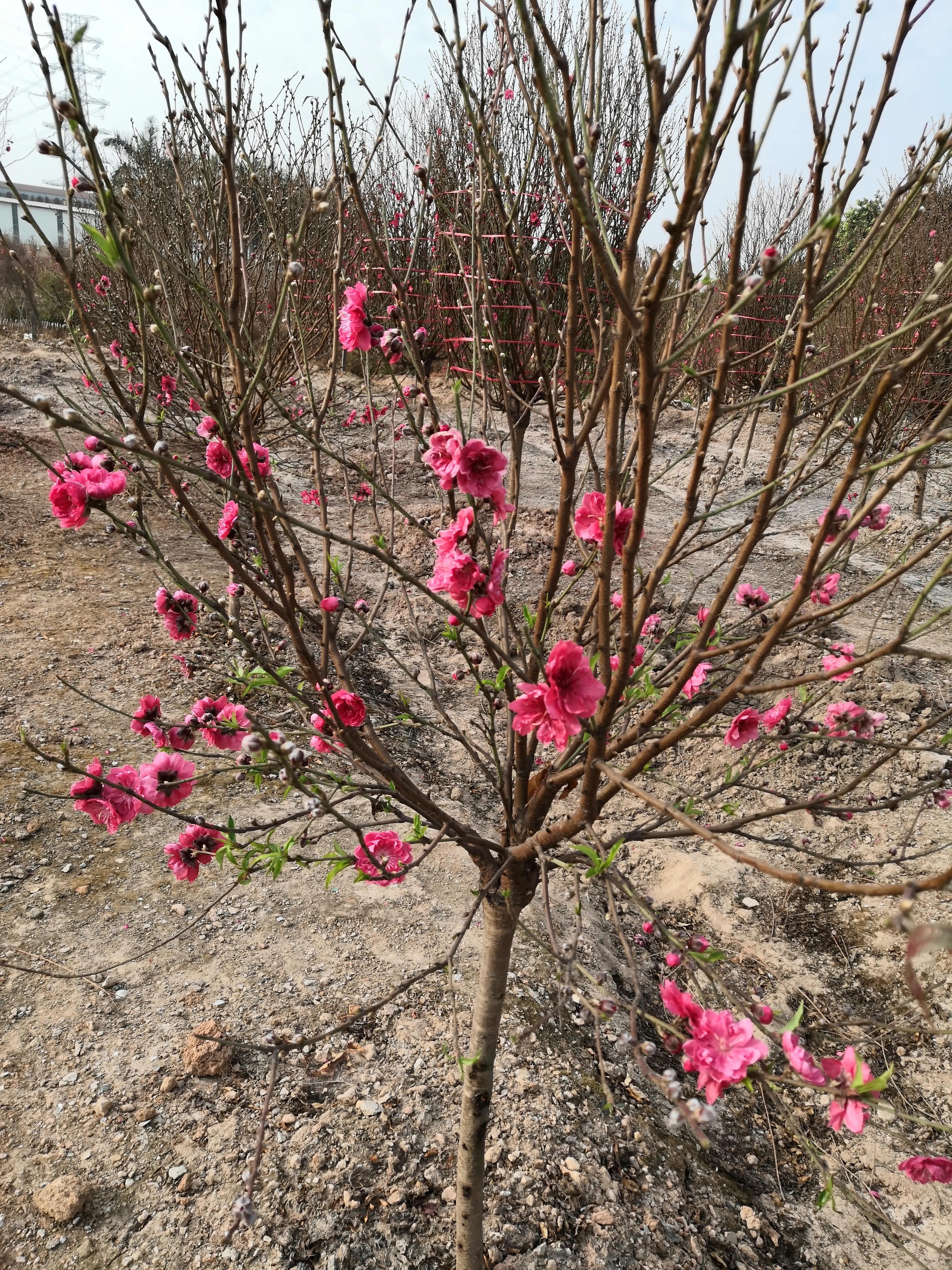 故乡的桃花,故乡的桃花开了