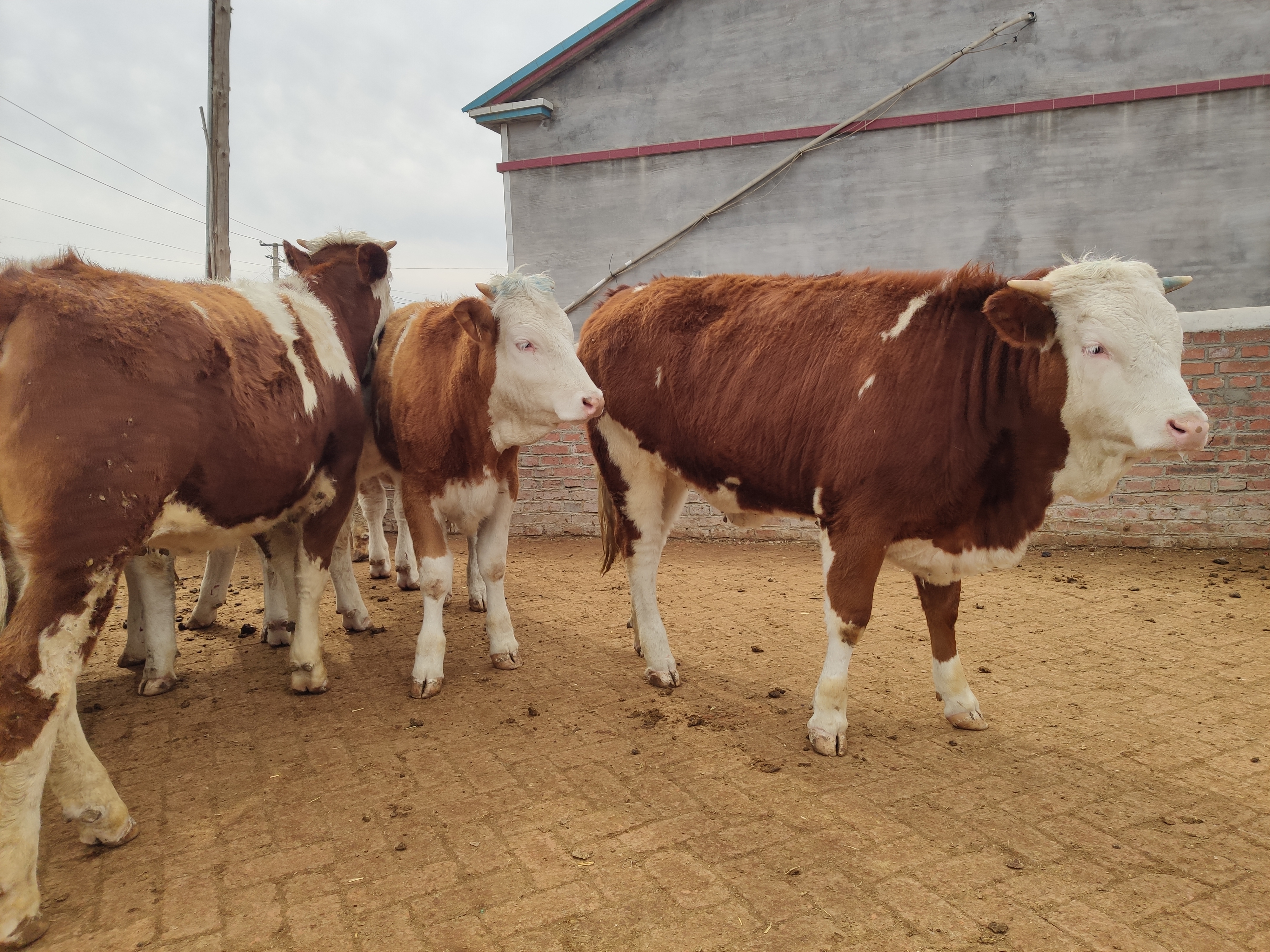 养牛的风险到底有多大,养牛的利润与风险和成本
