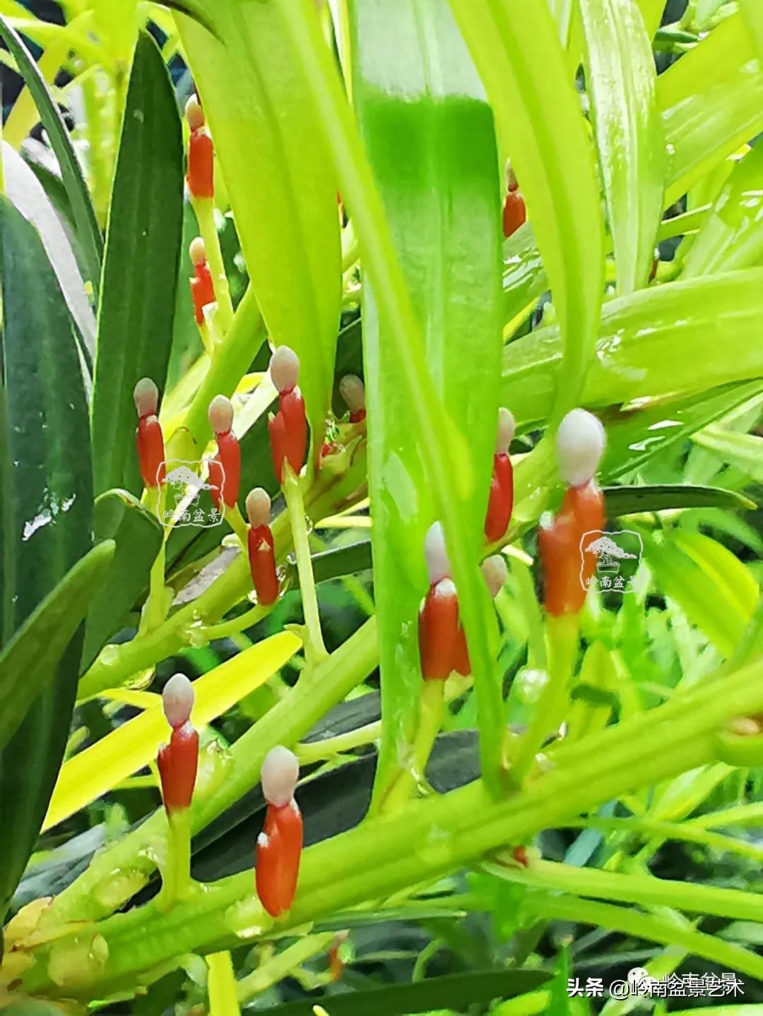 旺财罗汉松,罗汉松招财还是挡煞