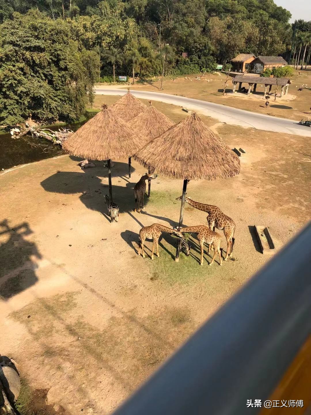 长隆动物园的动物,广州的长隆野生动物园有哪些动物