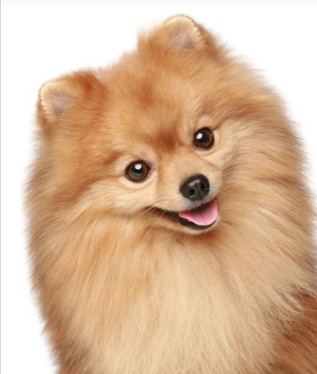 关于小狗和小兔的外貌描写,小狗和小猫的外貌描写