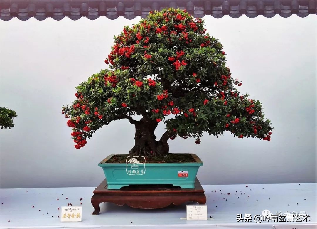 杂木盆景也毫不逊色,杂木盆景值钱吗