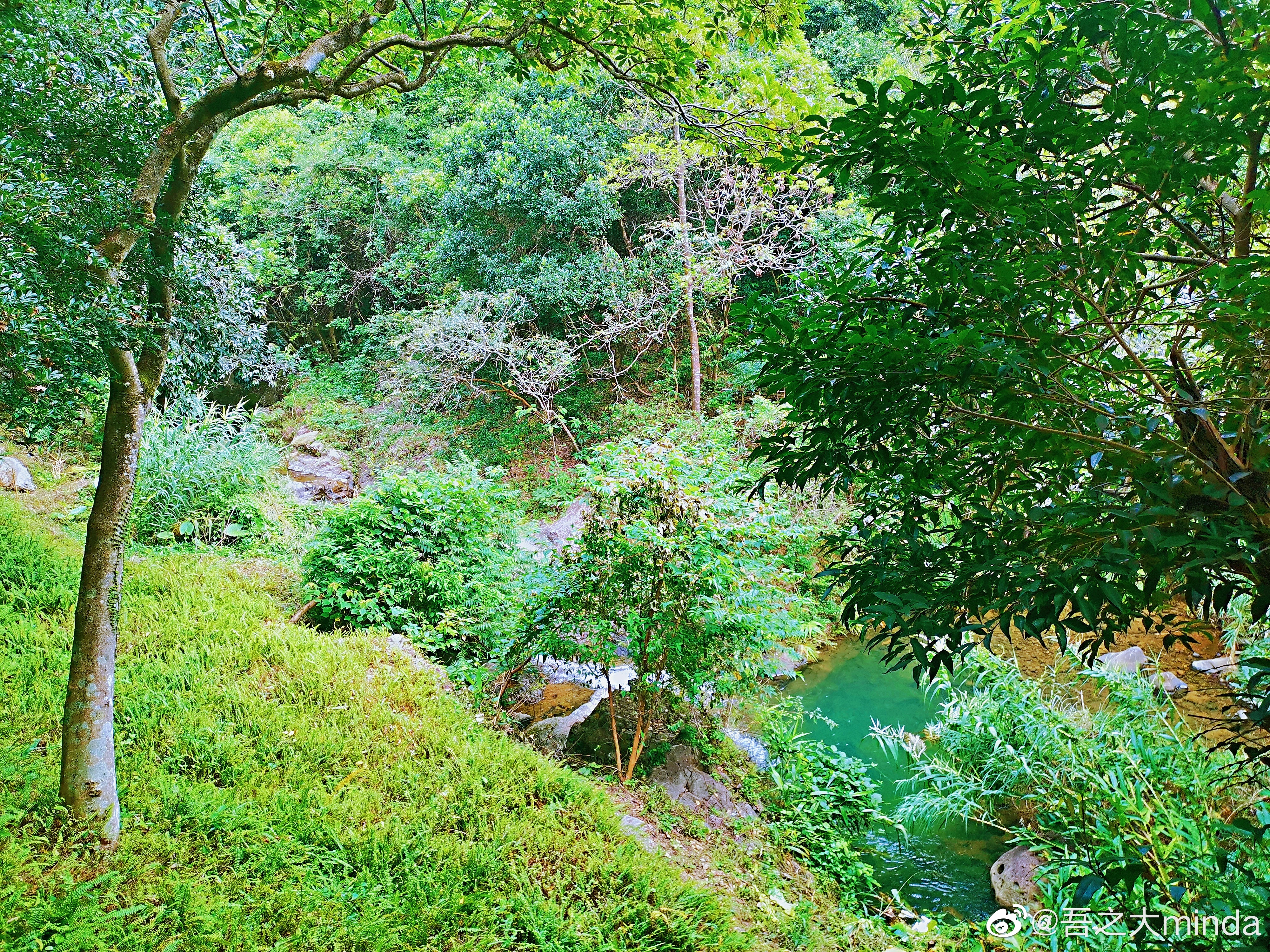 梧桐山下幽径,梧桐山下清风明月